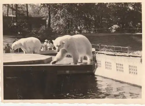 [Ansichtskarte] 5600 WUPPERTAL, ZOO, Eisbärengehege, Photo 10,3 x 7,3 cm. 