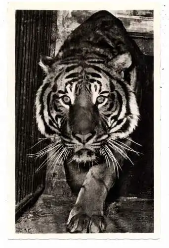 [Ansichtskarte] 5000 KÖLN, ZOO, Kölner Zoo, Tiger, 1958. 