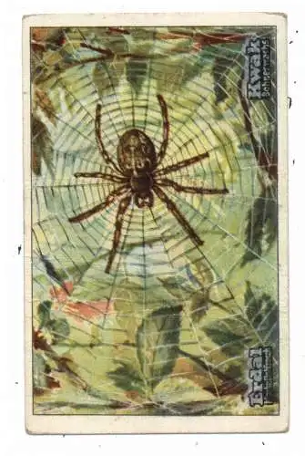 INSEKTEN / INSECTS - SPINNEN / Spider / Araignee / Ragno / Arana - Kreuzspinne, ERDAL / KWAK - Sammelbild