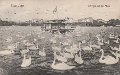 [Ansichtskarte] 2000 HAMBURG, Schwäne auf der Alster, 1912. 