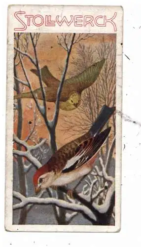 [Ansichtskarte] VÖGEL / BIRDS - "Die Ammern", Stollwerck Sammelbild. 