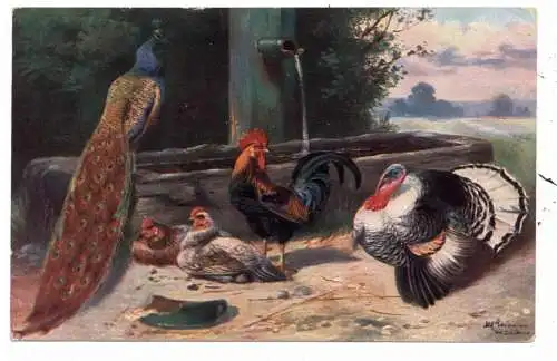 LANDWIRTSCHAFT - GEFLÜGEL / POULTRY, Hühner, Pfau, Truthahn, Künstler-Karte Alfred Schönian