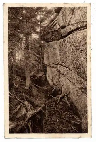 [Ansichtskarte] 8391 HAIDMÜHLE, Urwald und Felsenpartie am Steinberg. 