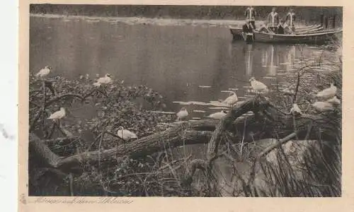 2420 EUTIN - SIELBECK, Mövenkolonie auf dem Ukleisee, 1926