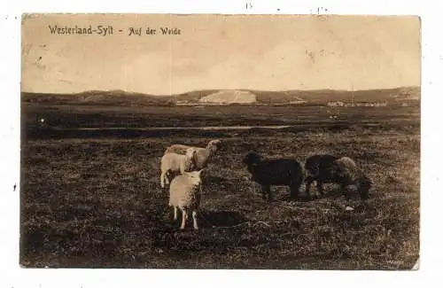 [Ansichtskarte] 2280 SYLT - WESTERLAND, Schafe auf der Weide, 1912. 