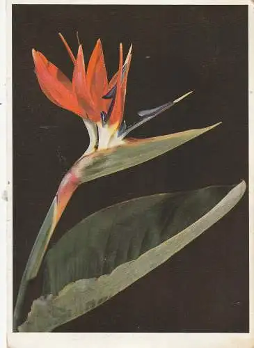 FLORA  - KÖNIGIN STRELIZIE ( Strelitzia Reginae Banks), 1931