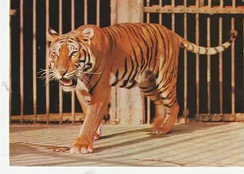 [Ansichtskarte] 5000 KÖLN, ZOO, Tiger. 