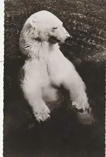 [Ansichtskarte] 5600 WUPPERTAL, ZOO, Eisbär, 1965. 