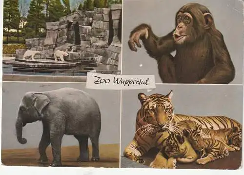 [Ansichtskarte] 5600 WUPPERTAL, ZOO, Eisbärengehege, Schimpanse, Elefant, Tiger. 