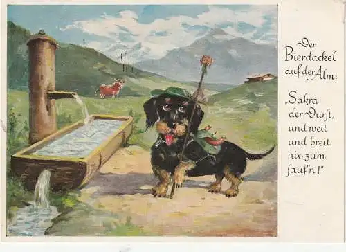 [Ansichtskarte] HUNDE - DACKEL / Teckel / Dachshund / Bassotto, Humor. 