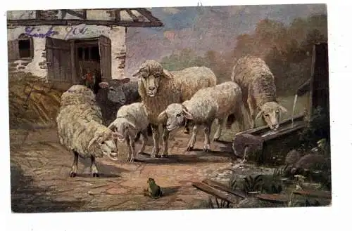 TIERE - FRÖSCHE / Frogs / Kicker / Grenouilles & SCHAFE / Sheep / Mouton / Schaapen, Künstler-Karten