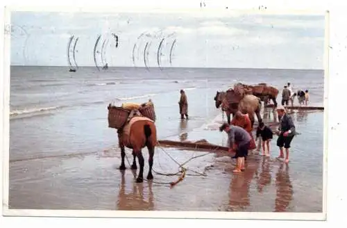 FISCHFANG / Fishing, Krabbenfischer an der belgischen Nordsee, Garnaalenvissers, 1964