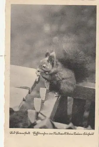 2357 BAD BRAMSTEDT, Eichhörnchen im Stadtwald