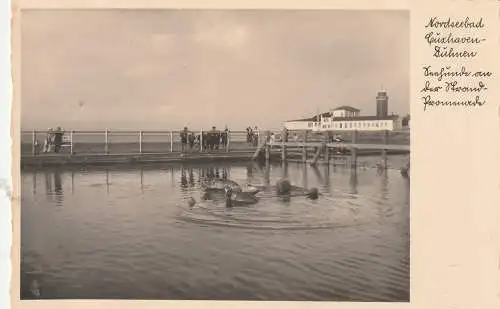 [Ansichtskarte] 2190 CUXHAVEN - DUHNEN, Seehunde an der Strandpromenade, Verlag Waldmann. 