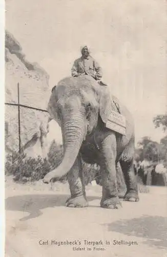 [Ansichtskarte] 2000 HAMBURG - STELLINGEN, Hagenbeck Zoo, Elefant, 1914. 