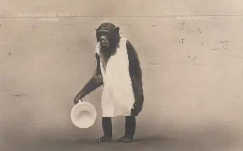 [Ansichtskarte] 2000 HAMBURG - STELLINGEN, Hagenbeck Zoo, Schimpanse Toni macht Morgentoilette, 1920. 