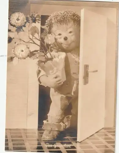 [Ansichtskarte] IGEL - MECKI, "Der Gratulant". 