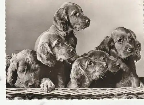 [Ansichtskarte] HUNDE - DACKEL / Teckel / Dachshund / Bassotto, Junge Dackel im Körbchen. 