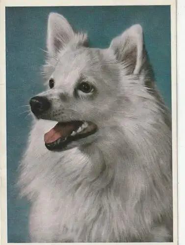 HUNDE - SPITZ / Spitz Dog / Chien Loulou, Photo - AK, Junger Spitz