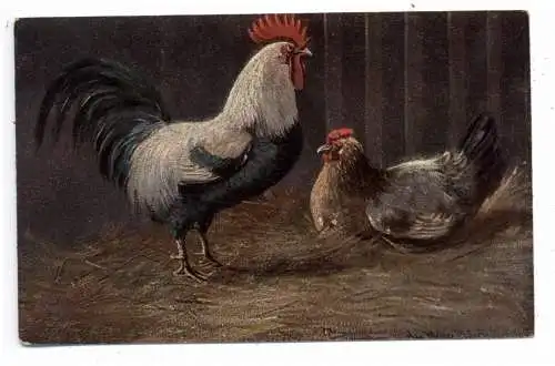 LANDWIRTSCHAFT - GEFLÜGEL / POULTRY, Hahn & Henne, Künstler-Karte Dr. Müller