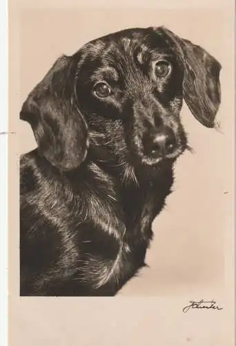 [Ansichtskarte] HUNDE - DACKEL / Teckel / Dachshund / Bassotto, Rauhhaar - Dackel. 
