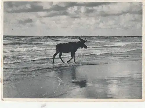 [Ansichtskarte] OSTPREUSSEN - NEUKUHREN / PIONERSKI, Kurische Nehrung, Elch, 1942, Sonderstempel Lachsfang. 