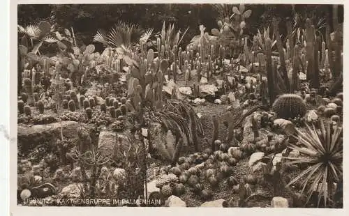 NIEDER - SCHLESIEN, LIEGNITZ / LEGNICA, Kakteengruppe im Palmenhain