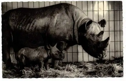 [Ansichtskarte] 6000 FRANKFURT, ZOO, Nashorn - Mutter "Katharina" mit Kind, 24.12.1956. 