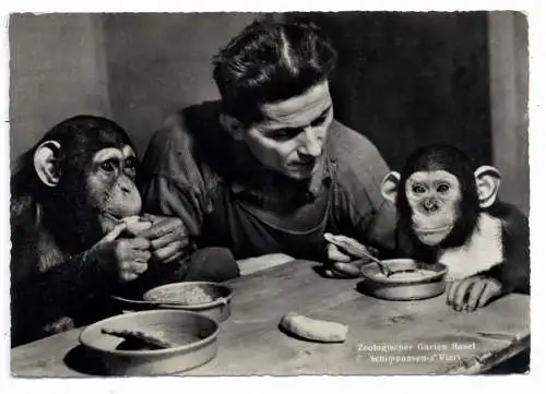 [Ansichtskarte] CH 4000 BASEL BS, Zoo, Schimpansen. 
