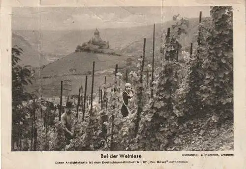 5590 COCHEM, Weinlese in den Cochemer Weinbergen, 1950