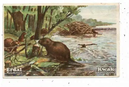TIERE - BIEBER / BEAVER / CASTOR, Erdal / Kwak Sammelbild