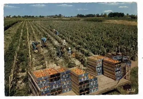 LANDWIRTSCHAFT - TOMATENERNTE in Frankreich