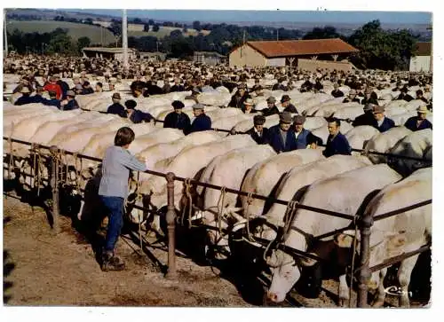 LANDWIRTSCHAFT - VIEHMARKT - St.Christphe-en-Brionnais
