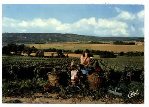 LANDWIRTSCHAFT - WEIN / CHAMPAGNER, Weinlese in der Champagne