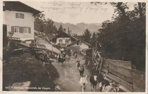 [Ansichtskarte] 8102 MITTENWALD, Heimtrieb der Ziegen / Goats / Geiten / Chevres, 1931. 