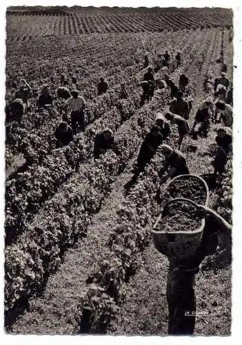 LANDWIRTSCHAFT - WEIN / CHAMPAGNER, Weinlese in der Bourgogne / F