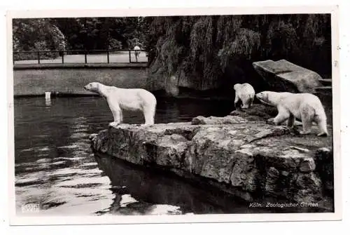 [Ansichtskarte] 5000 KÖLN, ZOO, Eisbären, Verlag Kessel. 