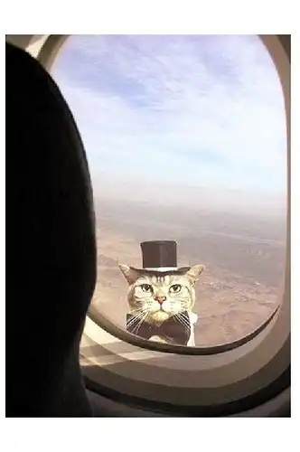 Künstlerkarte Katze mit Zylinder und Fliege schaut zu Flugzeugfenster rein (Neudruck als Postkarte)