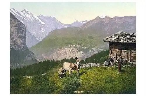 Altes Photochrome-Farbfoto Bauer beim melken einer Kuh auf der Wengern Alp (Neudruck als Postkarte)