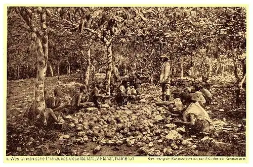 Alte Foto-AK Westafrikanische Pflanzungs-Gesellschaft "Viktoria" in Kamerun (Neudruck als Postkarte)