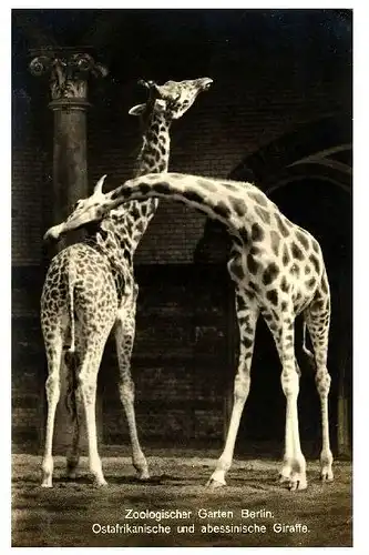 Alte Foto-AK Zoo Berlin - Ostafrikanische und abessinische Giraffe (Neudruck als Postkarte)