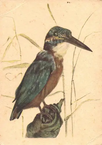 E 1662 Eisvogel Kingfisher Bärenreiter Verlag Künstlerkarte von Otto Wulf