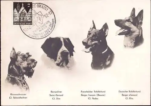 601927 | Ansichtskarte, Sonderstempel zum Tag des Sanitätshundes, Medizin, Hund, Blindenhund  | Frankfurt (W - 6000), -,