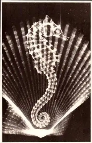 600502 | Foto Seepferdchen, seltene Röntgenaufnahme von Prof. A. Kuhlmann im Postkartenformat | Essen (W 4300)