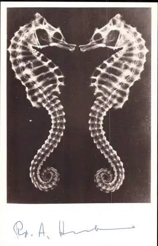 600504 | Foto Seepferdchen, seltene Röntgenaufnahme von Prof. A. Kuhlmann im Postkartenformat  | Essen (W - 4300), -,