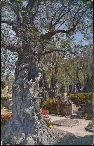 600711 | Israel, Holy Land, color photograph ca. 1920, by Hans Hildebrand, national Geographic, Judaica, Farbfoto  | -,