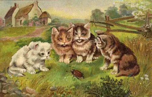 601322 | Werbung der Hoffmanns Stärkefabriken Ansichtskarte Katze, Haushalt, Chemie, Käfer  | Bad Salzuflen (W - 4902),