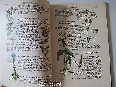 Max Dalitzsch Pflanzenbuch kleine Bibliothek J.F.Schreiber Nr.8  um 1900 selten!