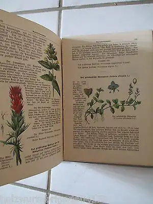 Max Dalitzsch Pflanzenbuch kleine Bibliothek J.F.Schreiber Nr.8  um 1900 selten!