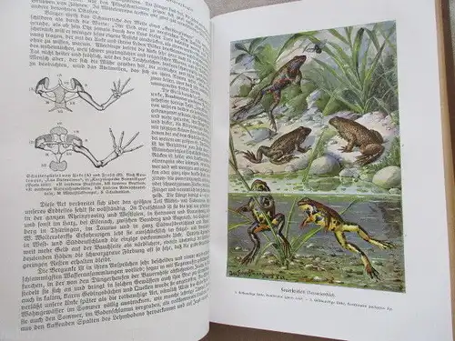 Brehms Tierleben in 4 Bänden Kleine Ausgabe für Volk und Schule 1915-1920